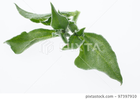 Ice Plant Siona 97397910