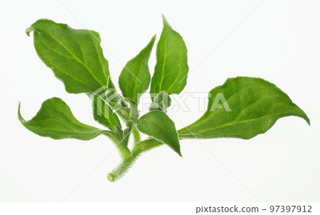 Ice Plant Siona 97397912
