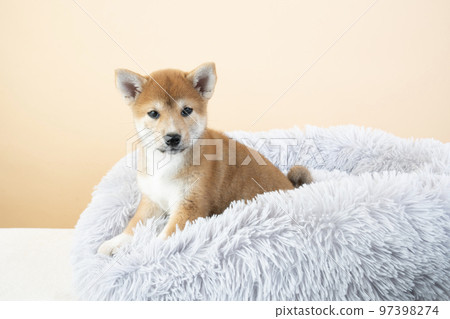 柴犬小狗在床上 97398274