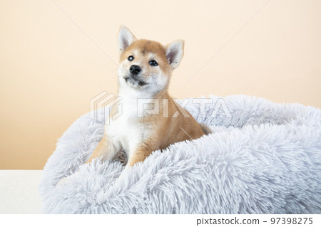 Shiba Inu 小狗在床上 Shiba Inu 小狗在床上 97398275