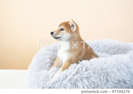 Shiba Inu 小狗在床上 97398276