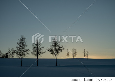 Larch standing on a hill at dusk in winter 97398402