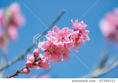 粉紅色的桃花 97399313