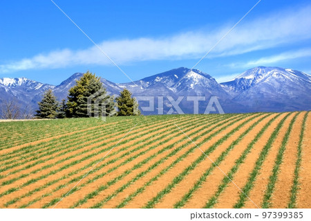 Mimakihara barley field and Mount Asama 97399385