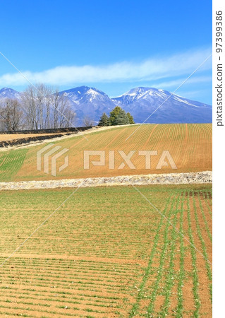 Mimakihara barley field and Mount Asama 97399386