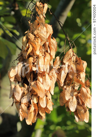 Large Aogiri Seeds Large Aogiri Seeds 97400004