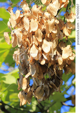 大青桐種子 大青桐種子 97400007