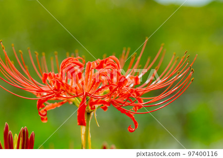 Cluster amaryllis of Lake Baoshan Cluster amaryllis of Lake Baoshan 97400116