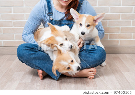 Caucasian woman holding three cute pembroke corgi puppies.  97400165