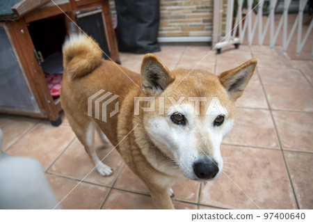 Shiba Inu Shiba Inu 97400640