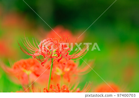 Cluster amaryllis of Lake Baoshan Cluster amaryllis of Lake Baoshan 97400703