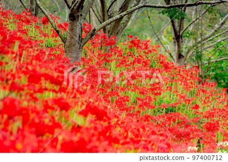 寶山湖群孤挺花 寶山湖群孤挺花 97400712
