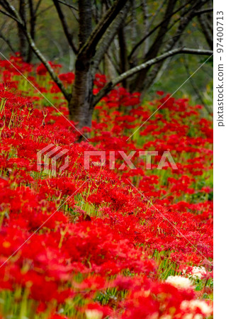 Cluster amaryllis of Lake Baoshan 97400713