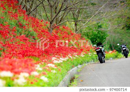 Cluster amaryllis of Lake Baoshan 97400714