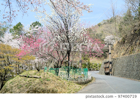 Blue sky and cherry blossoms_Ranmaru Furusato no Mori Blue sky and cherry blossoms_Ranmaru Furusato no Mori 97400719