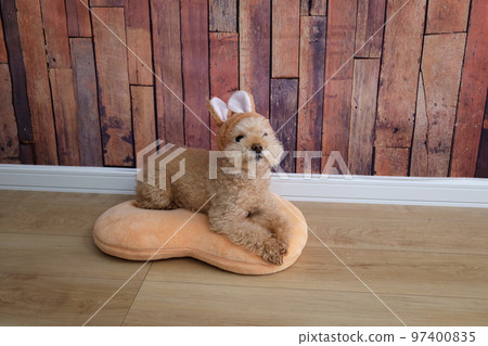 長得像兔子的玩具貴賓犬 97400835