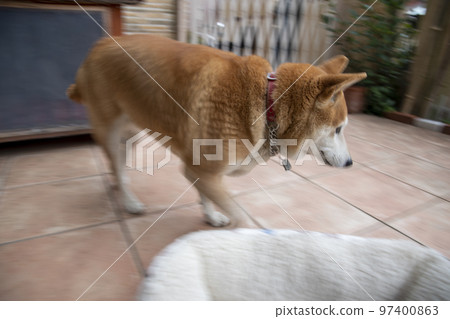 Shiba Inu Shiba Inu 97400863