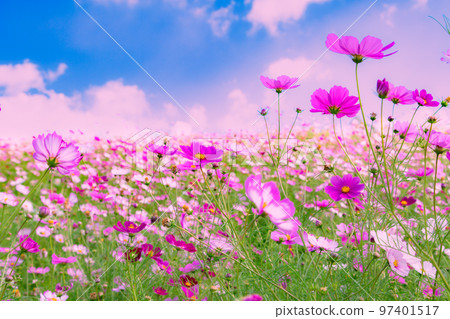Sanuki Mannou National Government Park cosmos field 97401517