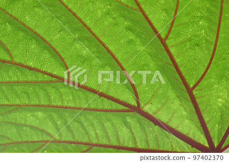 A world of beautiful leaf patterns (Belclair Ferox with green leaves and beautiful red veins) A world of beautiful leaf patterns (Belclair Ferox with green leaves and beautiful red veins) 97402370