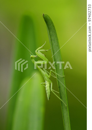 Mantodea is on a green leaf. Mantodea is on a green leaf. 97402733