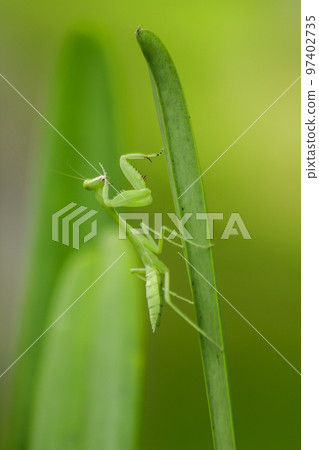 Mantodea is on a green leaf. Mantodea is on a green leaf. 97402735