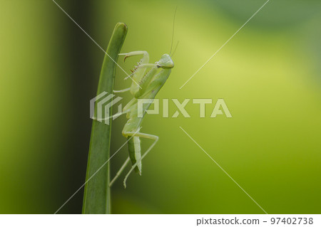 Mantodea is on a green leaf. Mantodea is on a green leaf. 97402738
