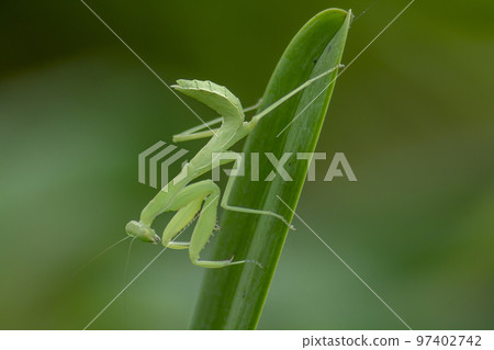 Mantodea is on a green leaf. 97402742