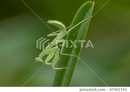 Mantodea is on a green leaf. 97402743