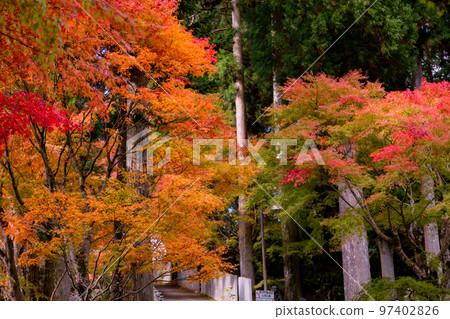 雲邊寺的紅葉,令人印象深刻的景色展現在眼前 雲邊寺的紅葉,令人印象深刻的景色展現在眼前 97402826