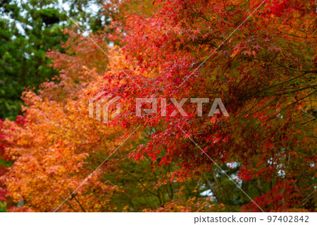 雲邊寺的紅葉，令人印象深刻的景色展現在眼前 97402842