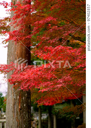 雲邊寺的紅葉,令人印象深刻的景色展現在眼前 雲邊寺的紅葉,令人印象深刻的景色展現在眼前 97402857
