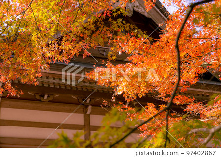 Unpenji's autumn foliage, an impressive sight spreads out before you Unpenji's autumn foliage, an impressive sight spreads out before you 97402867