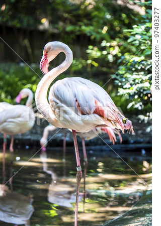 Omiya Park Small Zoo Greater Flamingo Omiya Park Small Zoo Greater Flamingo 97403277