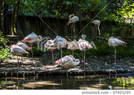 Omiya Park Small Zoo Greater Flamingo 97403295