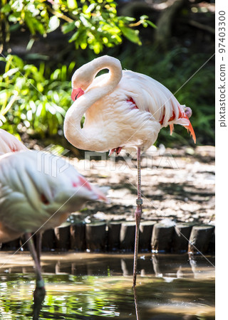Omiya Park Small Zoo Greater Flamingo 97403300