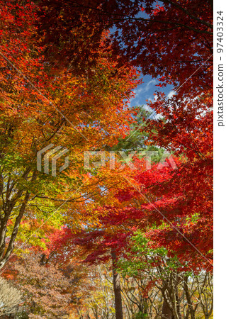 Autumn leaves at Okawayama Campsite are the best Autumn leaves at Okawayama Campsite are the best 97403324