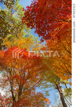 大川山露營地的紅葉最美 97403325