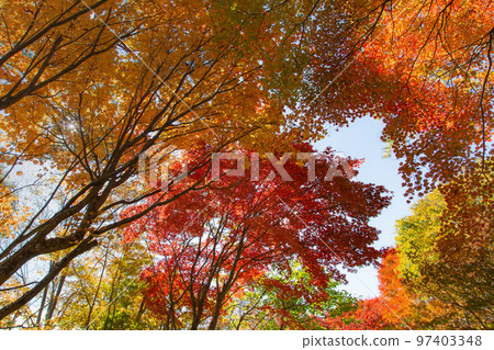 大川山露營地的紅葉最美 97403348