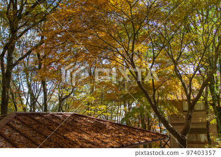 Autumn leaves at Okawayama Campsite are the best 97403357