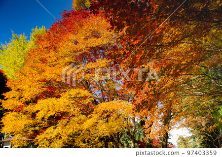 Autumn leaves at Okawayama Campsite are the best Autumn leaves at Okawayama Campsite are the best 97403359
