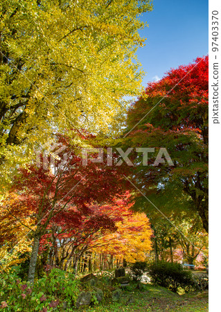 Autumn leaves at Okawayama Campsite are the best 97403370