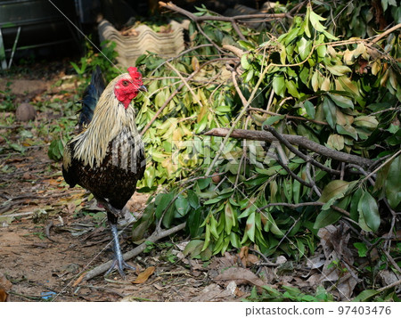 Chicken is standing on dirt land, Black and yellow color stripes of of the feathers on the rooster body, Thailand Chicken is standing on dirt land, Black and yellow color stripes of of the feathers on the rooster body, Thailand 97403476