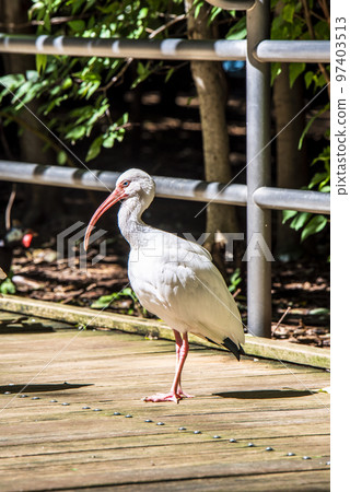 大宮公園小動物園白時 97403513