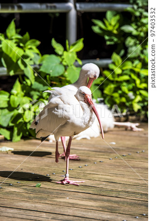 大宮公園小動物園白時 97403532