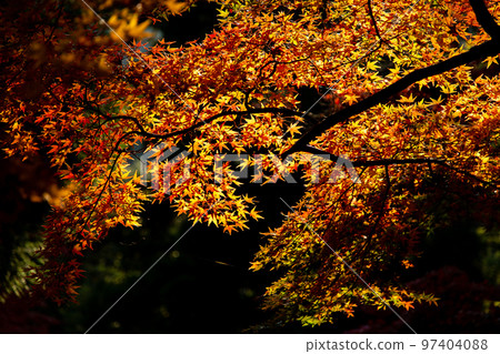 四國靈場 No.81 不動所白峰寺 紅葉 四國靈場 No.81 不動所白峰寺 紅葉 97404088