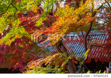 四國靈場 No.81 不動所白峰寺 紅葉 97404101
