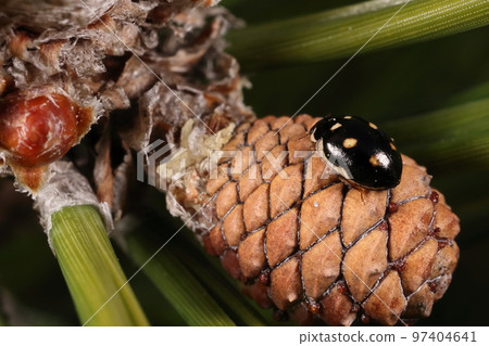 Creature, Insect, Mutsuki Ladybird, about three and a half millimeters in size. Can be seen relatively often in pine forests in winter Creature, Insect, Mutsuki Ladybird, about three and a half millimeters in size. Can be seen relatively often in pine forests in winter 97404641