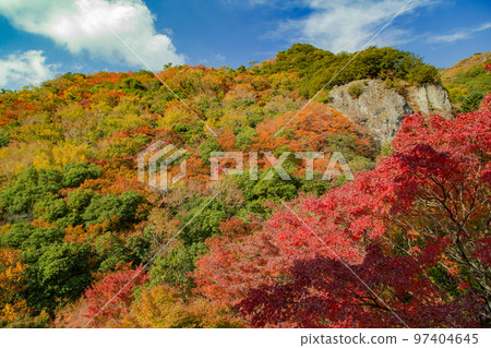 Autumn leaves of Shodoshima Kokasei 97404645
