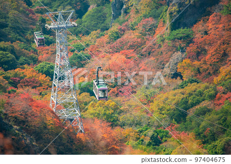 Autumn leaves of Shodoshima Kokasei 97404675