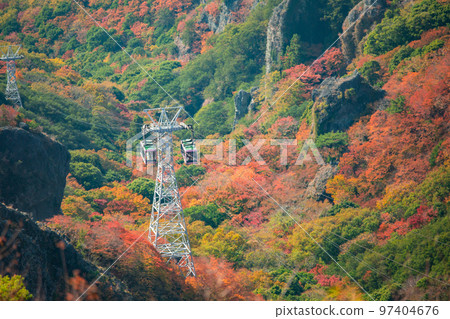 Shodoshima Kokasei秋葉 97404676